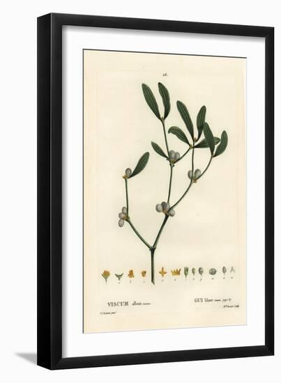 Mistletoe, Visum Album. Handcoloured Stipple Engraving by Miss Brenet after an Illustration by Pier-Pierre-Joseph Redouté-Framed Giclee Print