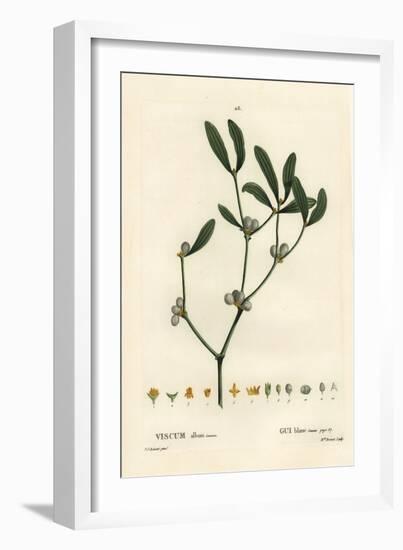 Mistletoe, Visum Album. Handcoloured Stipple Engraving by Miss Brenet after an Illustration by Pier-Pierre-Joseph Redouté-Framed Giclee Print