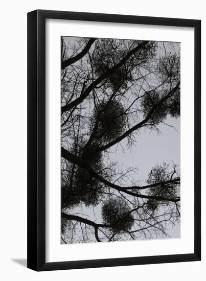 Mistletoes with branches and twigs in the back light as a silhouette on grey background-Axel Killian-Framed Photographic Print