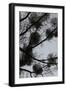 Mistletoes with branches and twigs in the back light as a silhouette on grey background-Axel Killian-Framed Photographic Print