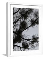 Mistletoes with branches and twigs in the back light as a silhouette on grey background-Axel Killian-Framed Photographic Print