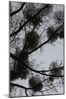 Mistletoes with branches and twigs in the back light as a silhouette on grey background-Axel Killian-Mounted Photographic Print