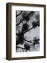 Mistletoes with branches and twigs in the back light as a silhouette on grey background-Axel Killian-Framed Photographic Print