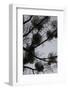 Mistletoes with branches and twigs in the back light as a silhouette on grey background-Axel Killian-Framed Photographic Print