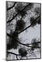 Mistletoes with branches and twigs in the back light as a silhouette on grey background-Axel Killian-Mounted Photographic Print