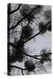 Mistletoes with branches and twigs in the back light as a silhouette on grey background-Axel Killian-Stretched Canvas