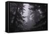 Misty and Moody Tree Design, Redwood National Park-Vincent James-Framed Stretched Canvas