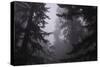 Misty and Moody Tree Design, Redwood National Park-Vincent James-Stretched Canvas