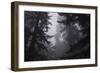 Misty and Moody Tree Design, Redwood National Park-Vincent James-Framed Photographic Print