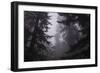 Misty and Moody Tree Design, Redwood National Park-Vincent James-Framed Photographic Print