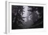 Misty and Moody Tree Design, Redwood National Park-Vincent James-Framed Photographic Print