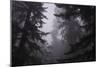 Misty and Moody Tree Design, Redwood National Park-Vincent James-Mounted Photographic Print