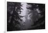 Misty and Moody Tree Design, Redwood National Park-Vincent James-Framed Photographic Print