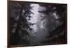 Misty and Moody Tree Design, Redwood National Park-Vincent James-Framed Photographic Print