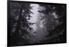 Misty and Moody Tree Design, Redwood National Park-Vincent James-Framed Photographic Print
