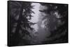Misty and Moody Tree Design, Redwood National Park-Vincent James-Framed Stretched Canvas