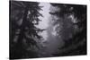 Misty and Moody Tree Design, Redwood National Park-Vincent James-Stretched Canvas