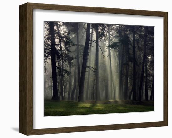 Misty Autumn Forest with Pine Trees-Taras Lesiv-Framed Photographic Print