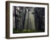 Misty Autumn Forest with Pine Trees-Taras Lesiv-Framed Photographic Print