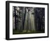 Misty Autumn Forest with Pine Trees-Taras Lesiv-Framed Photographic Print