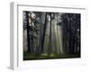 Misty Autumn Forest with Pine Trees-Taras Lesiv-Framed Photographic Print