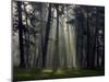 Misty Autumn Forest with Pine Trees-Taras Lesiv-Mounted Photographic Print
