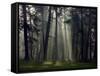 Misty Autumn Forest with Pine Trees-Taras Lesiv-Framed Stretched Canvas