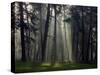 Misty Autumn Forest with Pine Trees-Taras Lesiv-Stretched Canvas