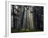 Misty Autumn Forest with Pine Trees-Taras Lesiv-Framed Photographic Print