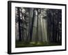 Misty Autumn Forest with Pine Trees-Taras Lesiv-Framed Photographic Print