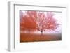 Misty Autumn Trees-Craig Tuttle-Framed Photographic Print