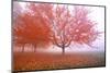 Misty Autumn Trees-Craig Tuttle-Mounted Photographic Print