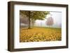 Misty Autumn Trees-Craig Tuttle-Framed Photographic Print