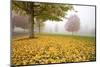 Misty Autumn Trees-Craig Tuttle-Mounted Photographic Print
