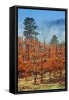 Misty Autumn Vineyard, Calistoga Napa Valley-null-Framed Stretched Canvas