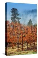 Misty Autumn Vineyard, Calistoga Napa Valley-null-Stretched Canvas