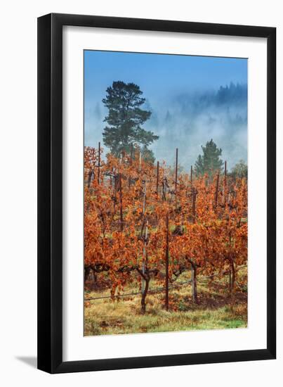 Misty Autumn Vineyard, Calistoga Napa Valley-null-Framed Photographic Print