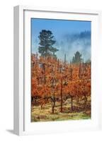Misty Autumn Vineyard, Calistoga Napa Valley-null-Framed Photographic Print
