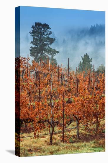 Misty Autumn Vineyard Scene, Calistoga Napa Valley-Vincent James-Stretched Canvas