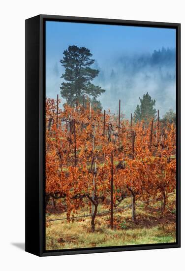 Misty Autumn Vineyard Scene, Calistoga Napa Valley-Vincent James-Framed Stretched Canvas