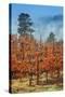 Misty Autumn Vineyard Scene, Calistoga Napa Valley-Vincent James-Stretched Canvas