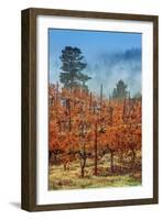 Misty Autumn Vineyard Scene, Calistoga Napa Valley-Vincent James-Framed Photographic Print