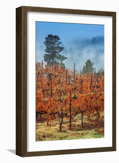 Misty Autumn Vineyard Scene, Calistoga Napa Valley-Vincent James-Framed Photographic Print