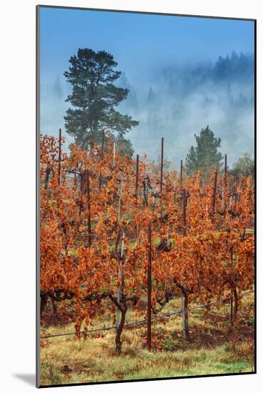 Misty Autumn Vineyard Scene, Calistoga Napa Valley-Vincent James-Mounted Photographic Print