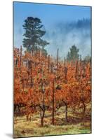 Misty Autumn Vineyard Scene, Calistoga Napa Valley-Vincent James-Mounted Photographic Print