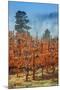 Misty Autumn Vineyard Scene, Calistoga Napa Valley-Vincent James-Mounted Photographic Print