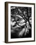 Misty Black-Design Fabrikken-Framed Photographic Print