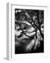 Misty Black-Design Fabrikken-Framed Photographic Print