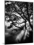 Misty Black-Design Fabrikken-Mounted Photographic Print