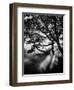 Misty Black-Design Fabrikken-Framed Photographic Print